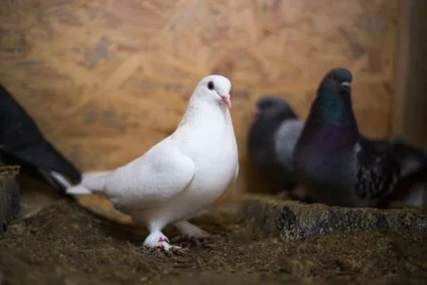 White and black domestic pigeons Stock Photos