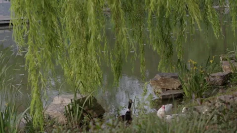 White and Black Ducks Resting on Grassy Bank Near Weeping Willow Pond Vidéo 335139950