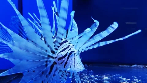 White and black fish Video stock 73235899