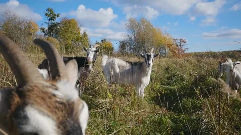 White and black goats outside in the field on a farm on a sunny day. Stock Footage 222209940