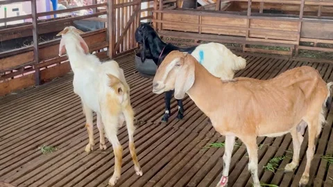 White and Black Goats in Traditional Wooden Barn. Stock-Footage 336858053