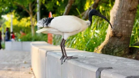 White and black Ibis walking in the park Stock Footage 123629082