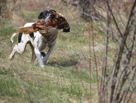 White and black island pointer carries hunting pheasant in its teeth while .. Stock Photos