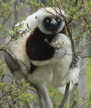 White and Black Lemur in a Tree Stock-Fotos