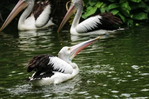 White and black pelicans float on green water with long pink bills and yellow Stock Photos