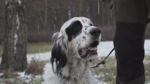 White and Black Pointer Dog breed sitting in the snow before a traditional Stock Footage 104636137