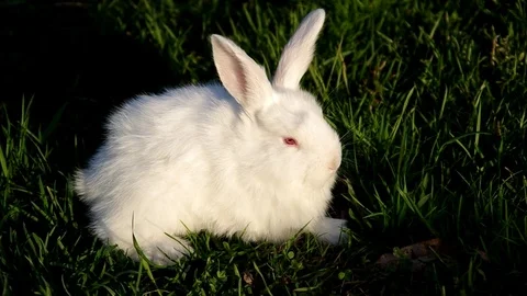 White and black rabbit on the grass Stock Footage 71428402