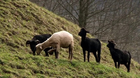 White and black sheep graze high in the mountains Stock Footage 71574053