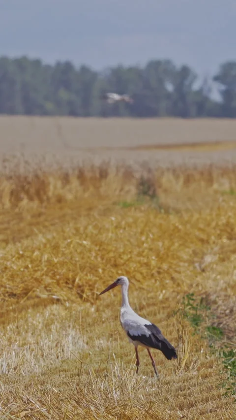 White and black stork in the yellow field. Stock Footage 299629009