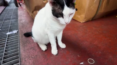 White and Black Stray Cat Sitting on Bangkok Street Stockbeeldmateriaal 343363340