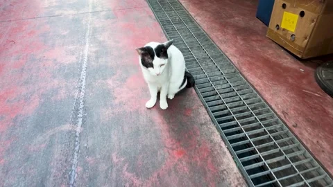 White and Black Stray Cat Sitting on Urban Pavement Stockbeeldmateriaal 343366540