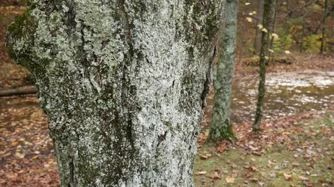 White and black tree bark in the woods 스톡 동영상 141765130