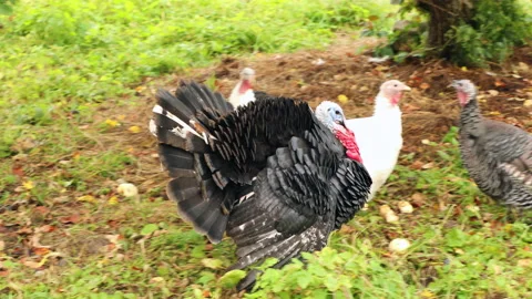 White and black turkeys make sounds, eat apples. Stock Footage 140779880