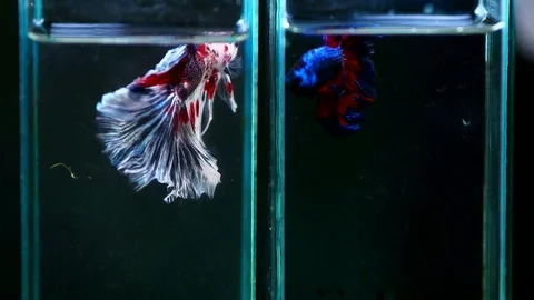 White and blue fighting fish in aquarium tank bowl slow motion - 1 Stock-Footage 97203827