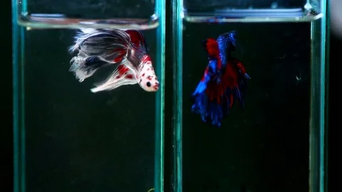 White and blue fighting fish in aquarium tank bowl slow motion - 2 Stock-Footage 97204011