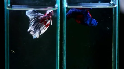 White and blue fighting fish in aquarium tank bowl slow motion - 3 Stock Footage 97204858