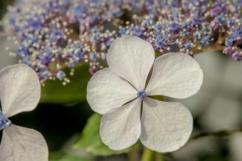 White and blue flower macro Stock Photos