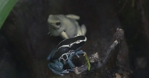 White and Blue Frog on a Tree Trunk Stock Footage 62727927
