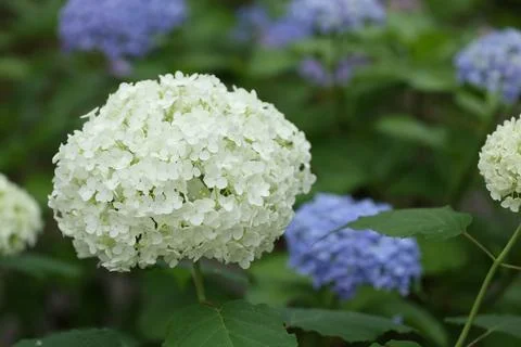 White and blue hydrangea flowers with water droplet in bloom in rainy season Foto stock
