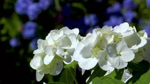 White and blue hydrangeas swaying in the wind Stock Footage 145107470