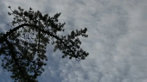 White and bluish clouds moving through a blue sky with a pine tree  Stock Footage 148228584