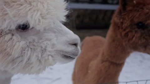 White and brown alpacas close up behind fence in winter Stock Footage 327333334