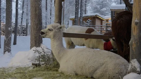 White and brown alpacas resting in the snow Video stock 340470959
