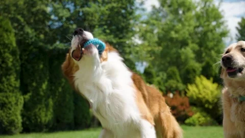 White and brown border collie jumping to catch a blue ring toy in a sunlit yard Stock Footage 312592963