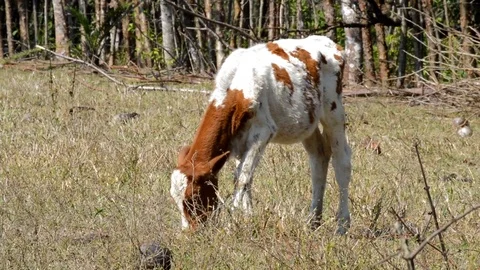 White and brown calf Stock Footage 98682178