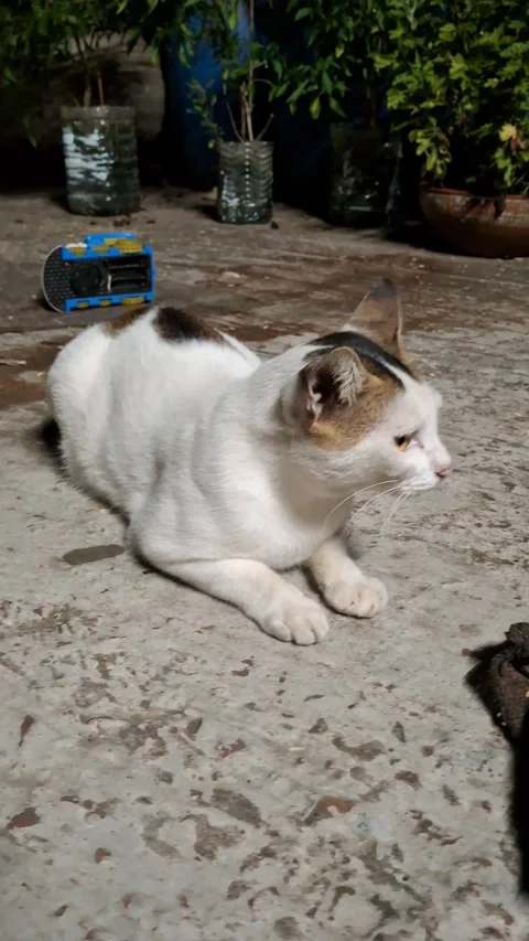 White and Brown Cat Lying on Floor in Garden Courtyard Video stock 311484577