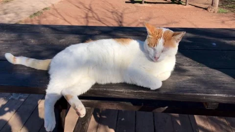 White and brown cat lying on a wooden table in a picnic area Stock-Footage 316594406