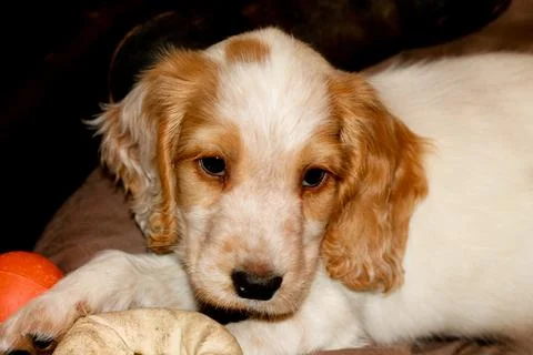 White and Brown Cocker Spaniel Puppy Looking cute Stock Photos