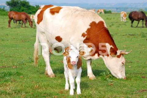 White and brown cow and calf.JPG Stock Photos