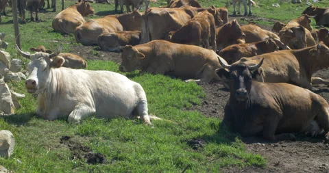 White And Brown Cows Lying Down Next To Each Other Video stock 97389081