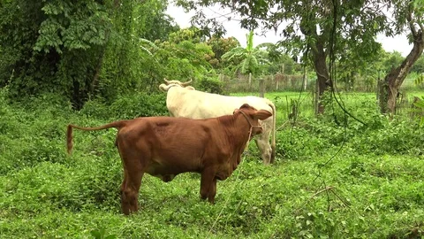 White and brown cows standing with rope in a field. Video stock 79776298
