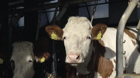 White and brown cows standing in barn and looking into camera in sunny weather Stock Footage 267990197