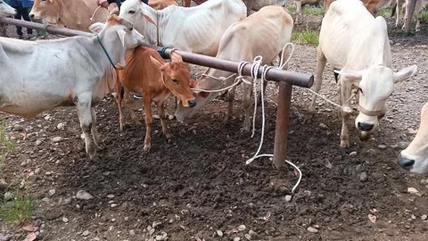 White and Brown Cows Tied to Wooden Poles at Traditional Livestock Market Stock Footage 335019710