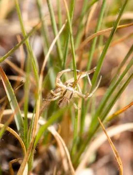 A White and Brown Crab Spider (Thomisidae) Perched in Grass  Stock Photos