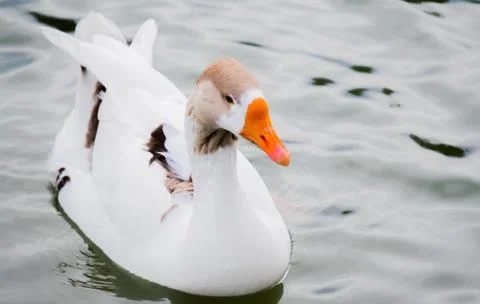 White and brown duck in river Stock Photos