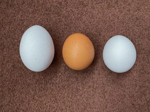 White and brown eggs on the table Stock Photos