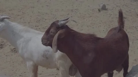 White and Brown Goats Resting in Natural Zoo Habitat 4K Stock Footage 335587575