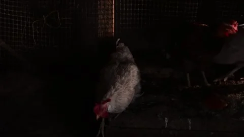 White and brown hens forage together inside a poultry coop Vídeo Stock 343317791