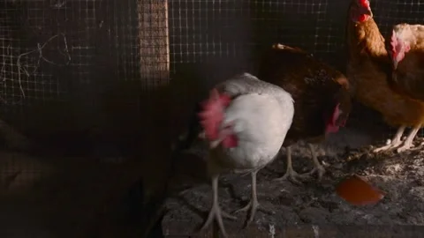 White and brown hens forage together inside a poultry coop 스톡 동영상 343317793
