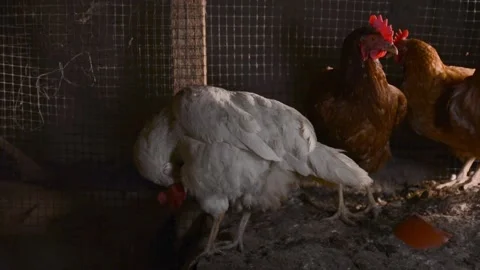 White and brown hens forage together inside a poultry coop 動画素材 343317794