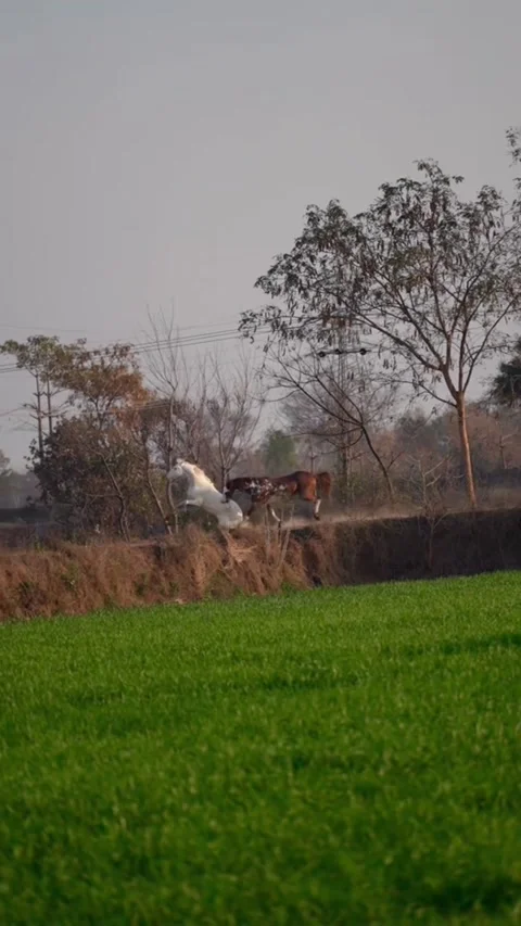 White and Brown Horses Galloping and Playing on Rural Path Near Green Field Vídeos de archivo 332507501