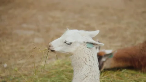 White and brown llamas lying in the grass and chewing hay, alpaca farm animals Stock Footage 252262790