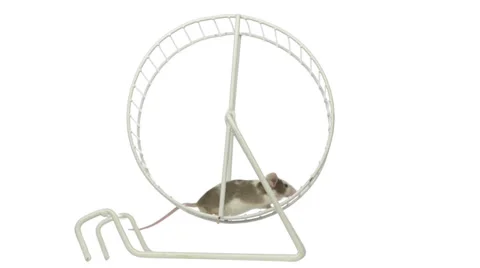 White and brown mouse running in a running wheel Stock Footage 28648785
