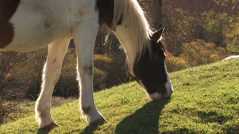 White and brown mule Stock Footage 94077876