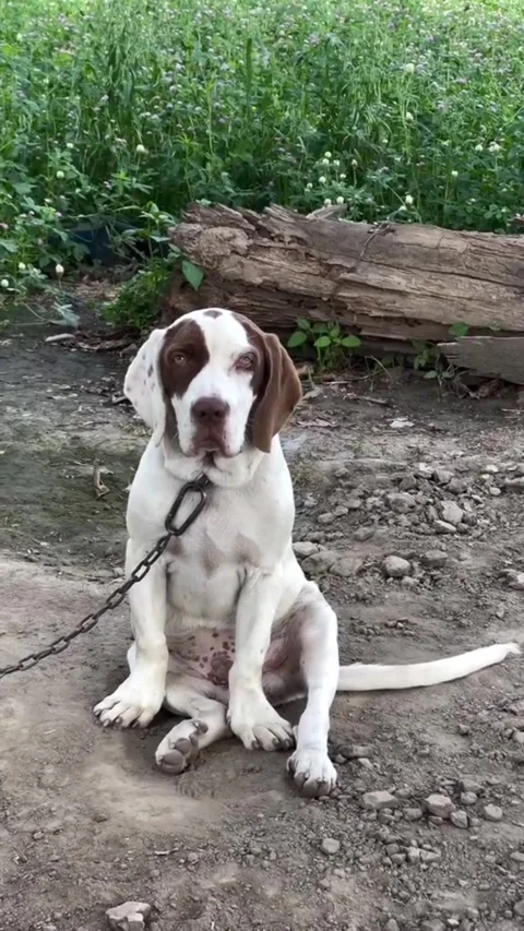 White And Brown Pointer Dog Resting In Nature Video stock 332803242