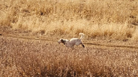 White and brown pointer hunting dog running through an open, grassy field Video stock 290019948